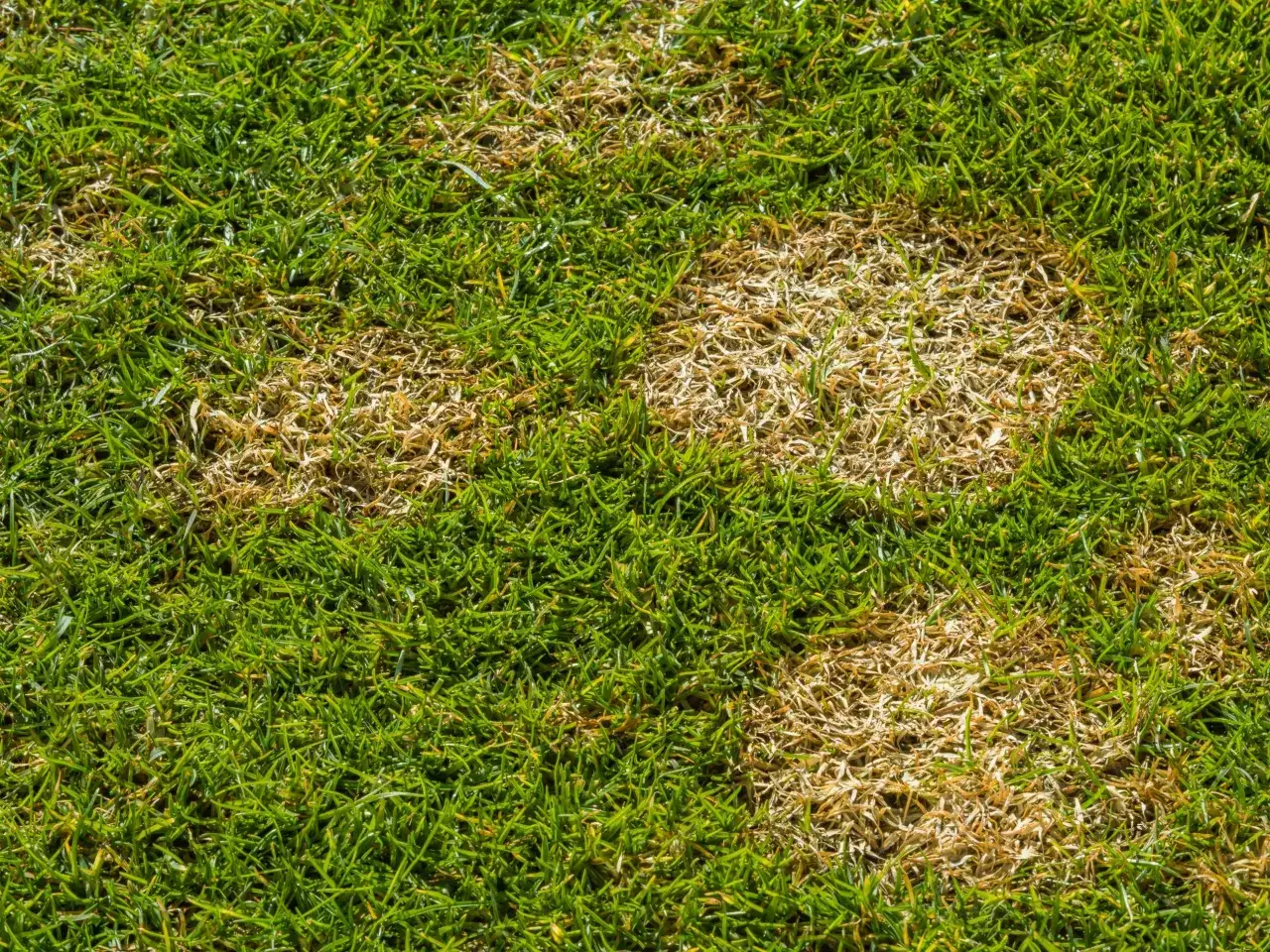 chory trawnik pleśń śniegowa
