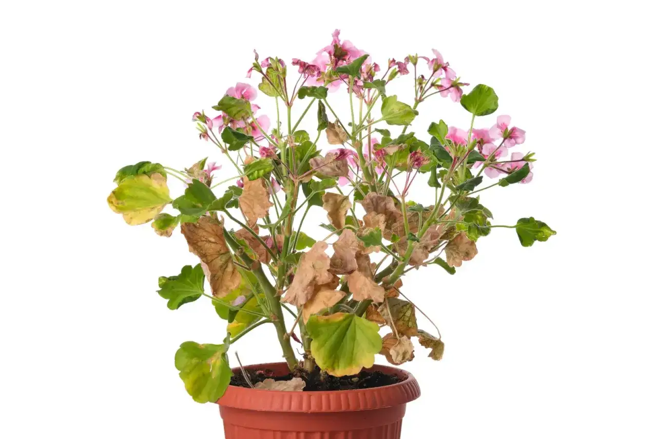 Pelargonia z żółtymi i brązowymi liśćmi, oznaki chorób pelargonii.