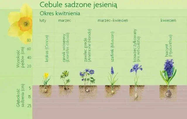 sadzenie cebul hiacyntów głębokość