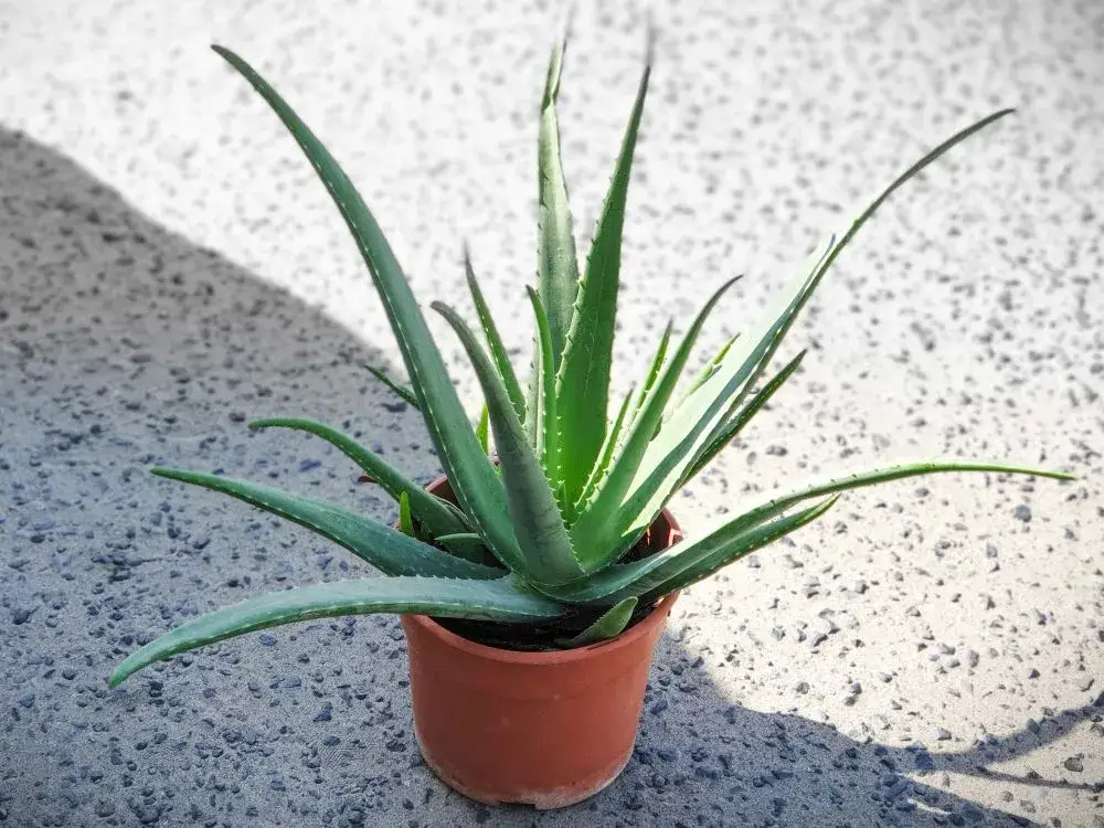 Aloe vera roślina doniczkowa identyfikacja