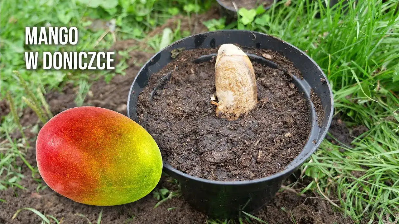 sadzenie mango w doniczce drenaż