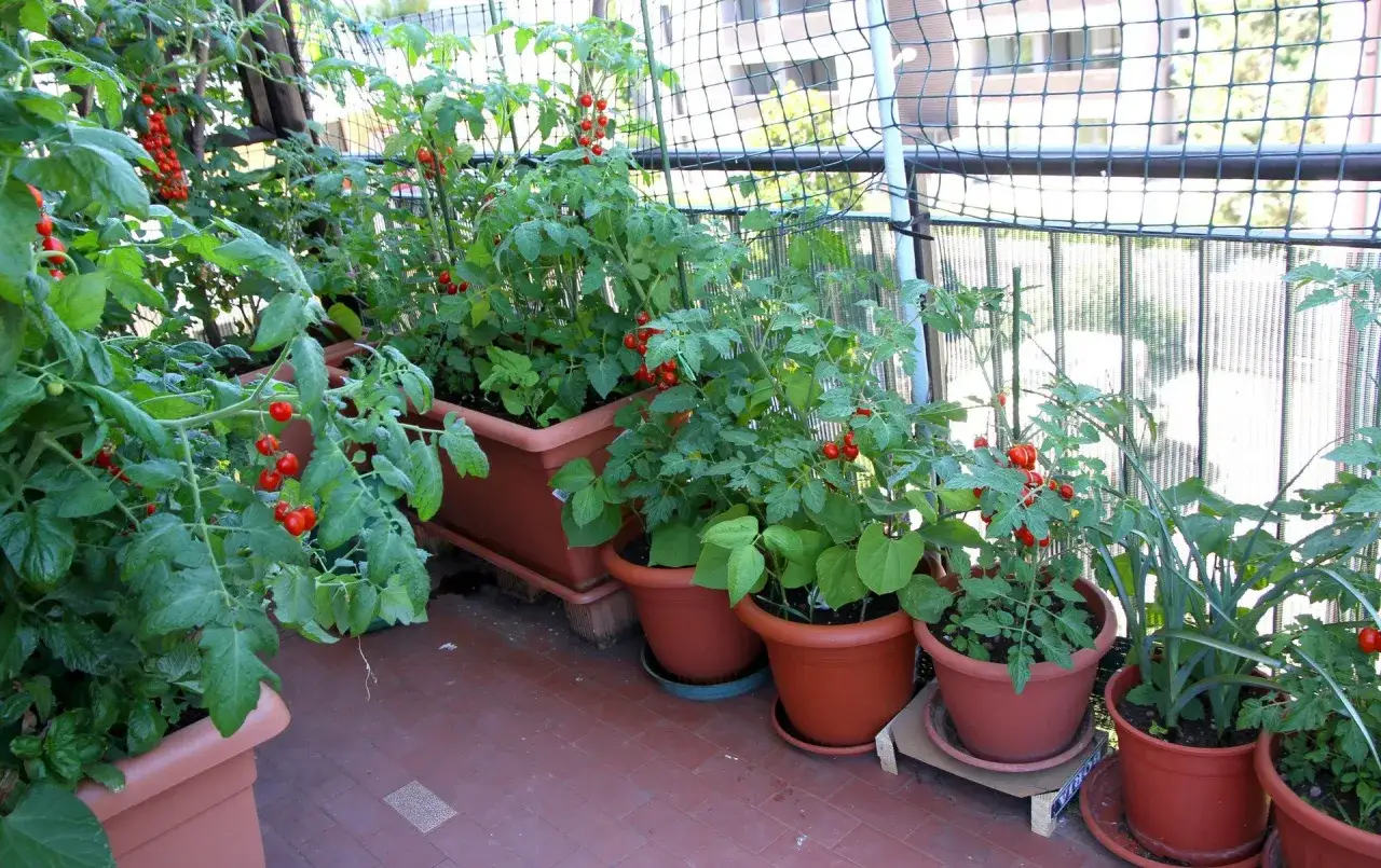 Balkon pełen zieleni i dojrzewających pomidorków koktajlowych. Krzaczki uginają się pod ciężarem czerwonych owoców, obiecując pyszne lato.
