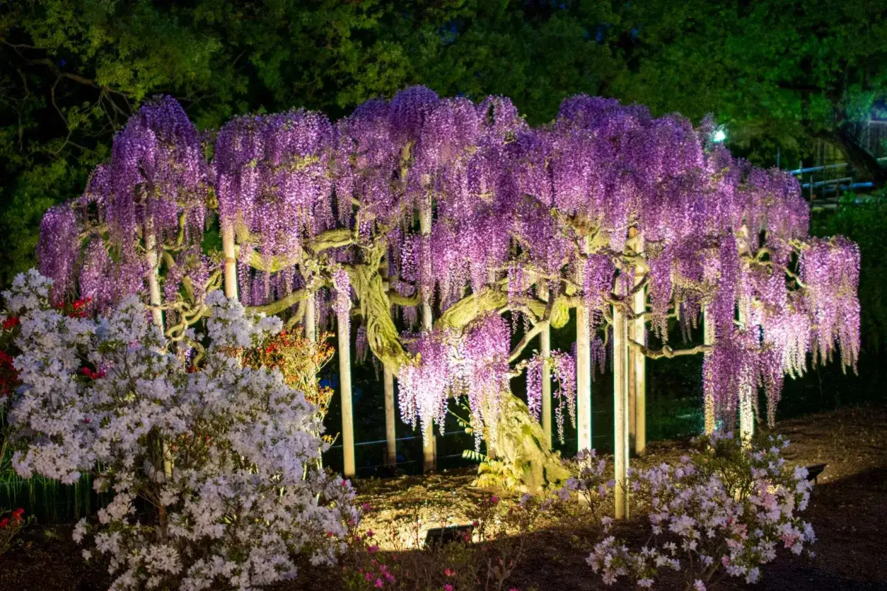 Niesamowite wisteria drzewo nocą, obsypane fioletowymi kwiatami, otoczone białymi azaliami.