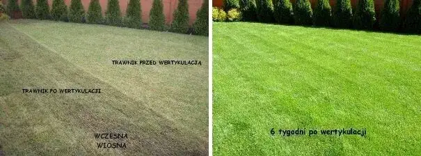 trawnik przed i po wertykulacji porównanie