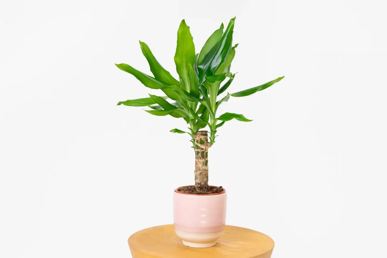 Dracena z bujnymi, zielonymi liśćmi wyrastającymi z grubej, zdrewniałej łodygi, w jasnoróżowej doniczce.