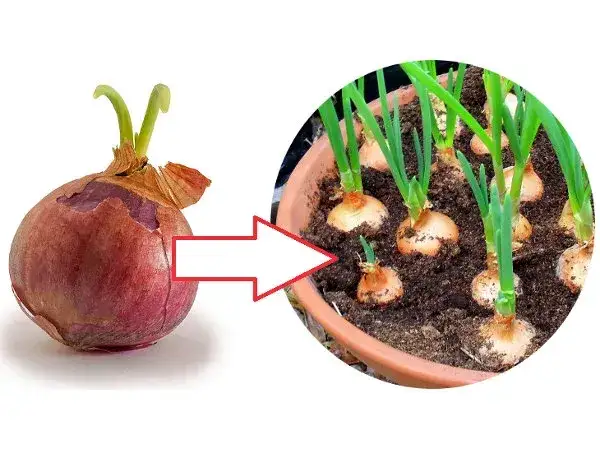 sadzenie szczypiorku z cebulki w doniczce krok po kroku