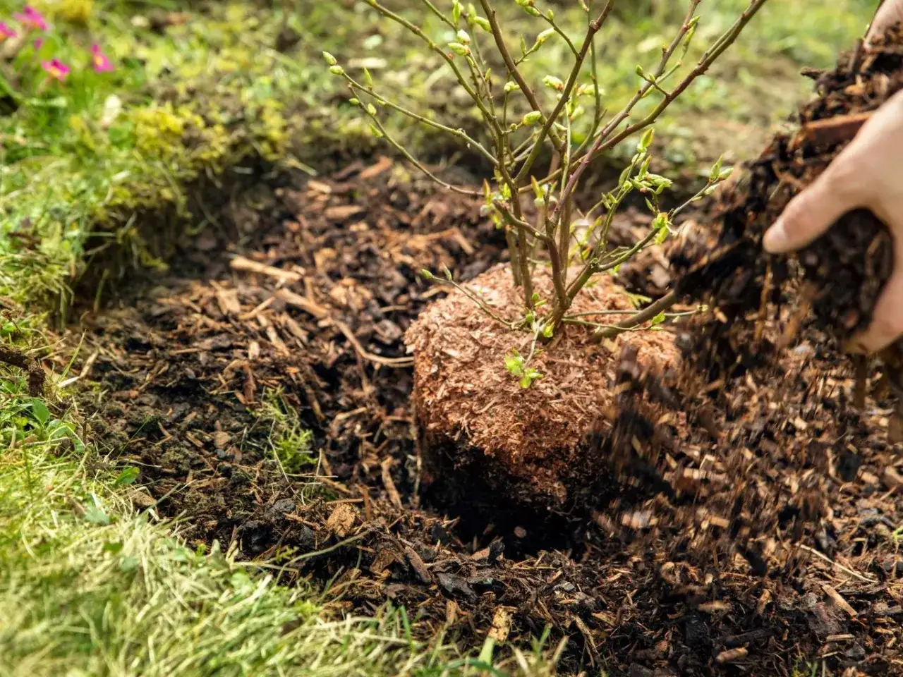 Sadzenie borówki amerykańskiej: ręka zasypuje korzenie młodego krzewu korą.