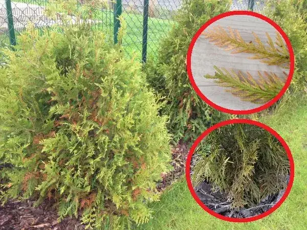tuja w doniczce przemarznięta objawy