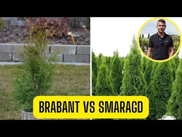Tuja Brabant vs Szmaragd porównanie żywopłotów