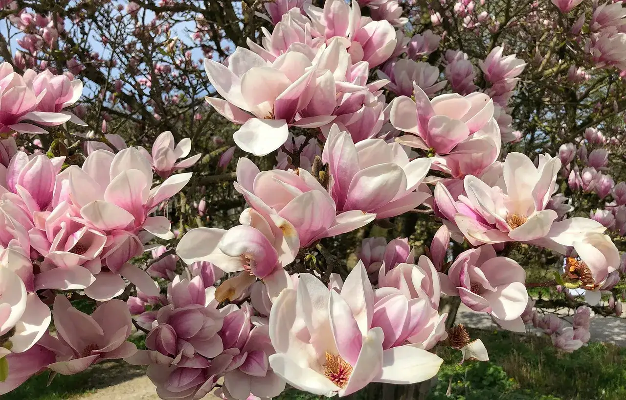 r&oacute;żne odmiany magnolii w ogrodzie