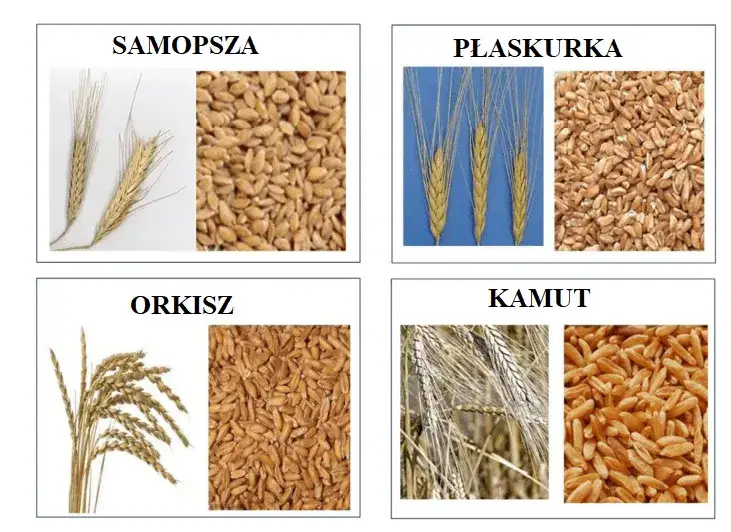 różne odmiany pszenicy