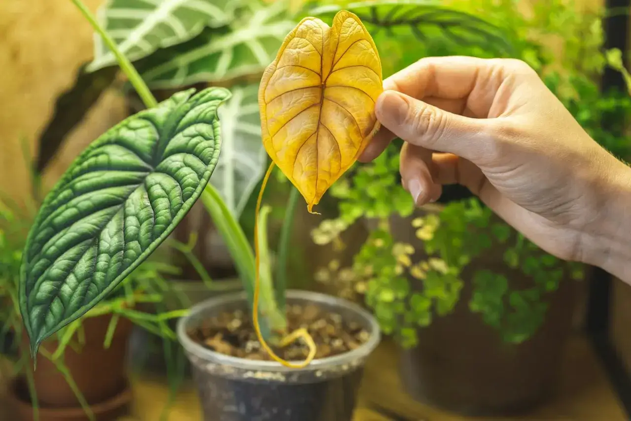 Dłoń trzyma żółknący liść alocasia jacklyn obok zielonego, pofałdowanego liścia tej samej rośliny.