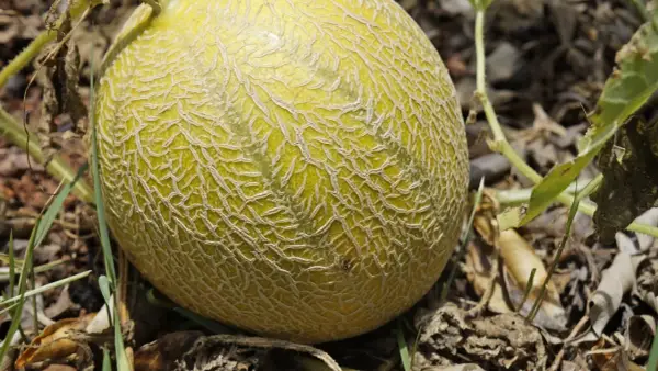 Dojrzewający melon na łodydze, dowód udanej uprawy melona. Siateczkowata skórka i zielone liście.
